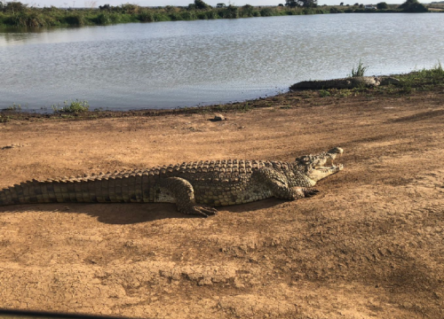 16-Day Bush and Beach Safari