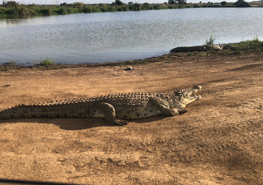 16-Day Bush and Beach Safari