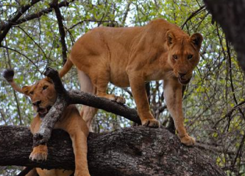 11 Days 10 Nights Signature Safari