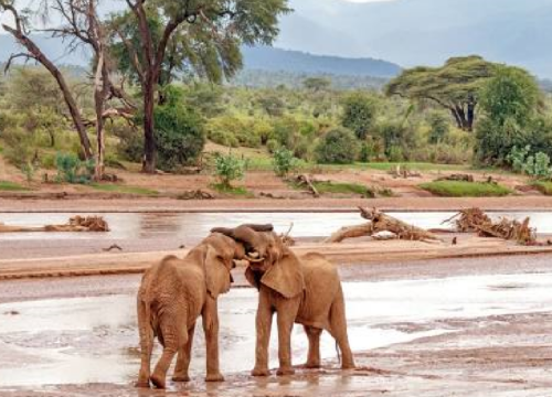 8 days 7 Nights Highlights of Kenya 