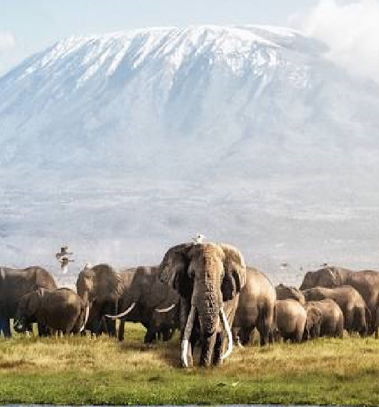 8 Days 7 Nights Kenya Odyssey to Mombasa