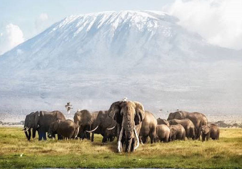 8 Days 7 Nights Kenya Odyssey to Mombasa