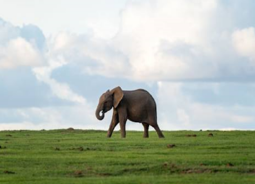 8 Days Luxury Kenya Safari in Style