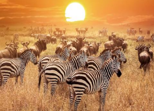 7 days Big Five Classic Safari in Tanzania a Sustainable Approach to Travel