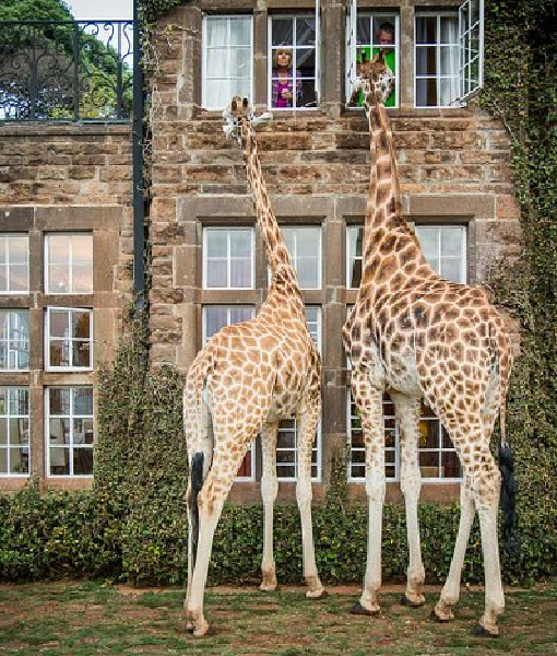 Karen Blixen Museum & Giraffe Centre - 3 Hrs